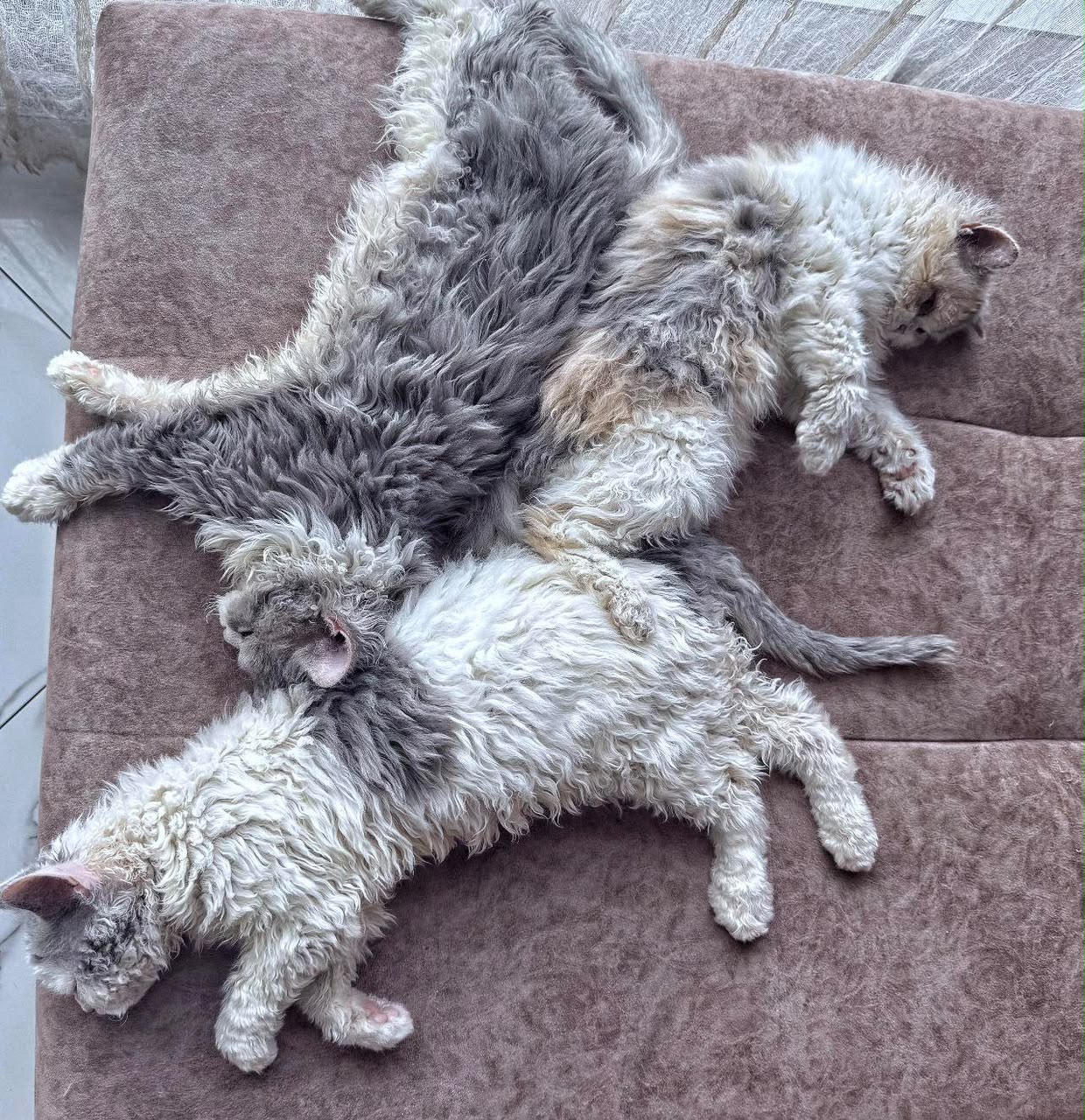 Three Selkirk Rex kittens sleeping together in our family home