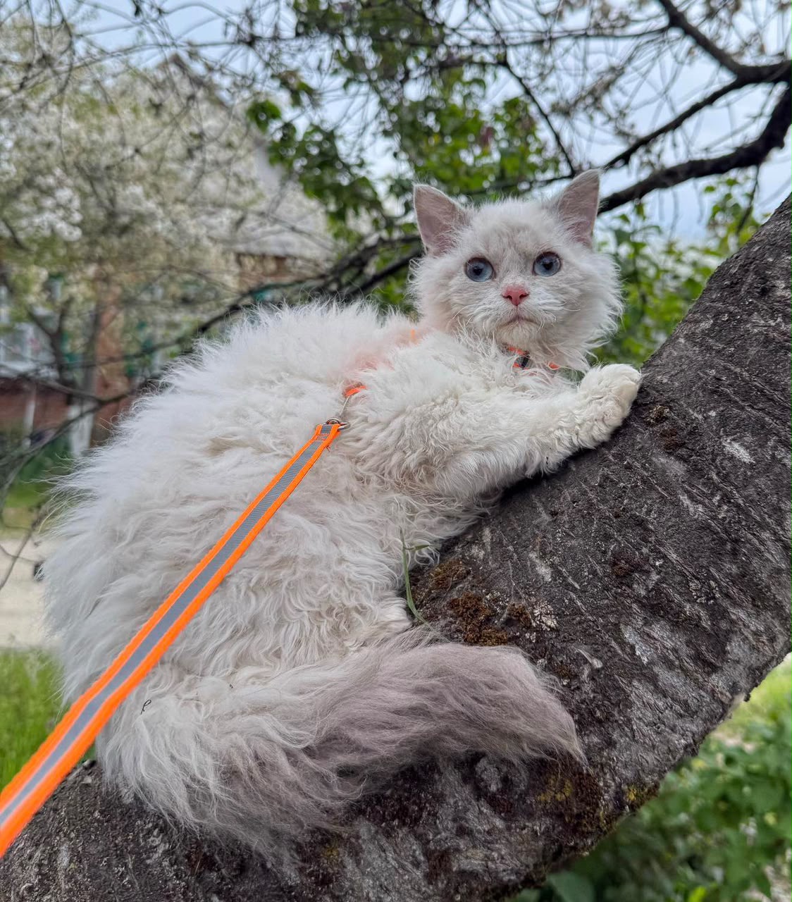 A healthy adult Selkirk Rex cat