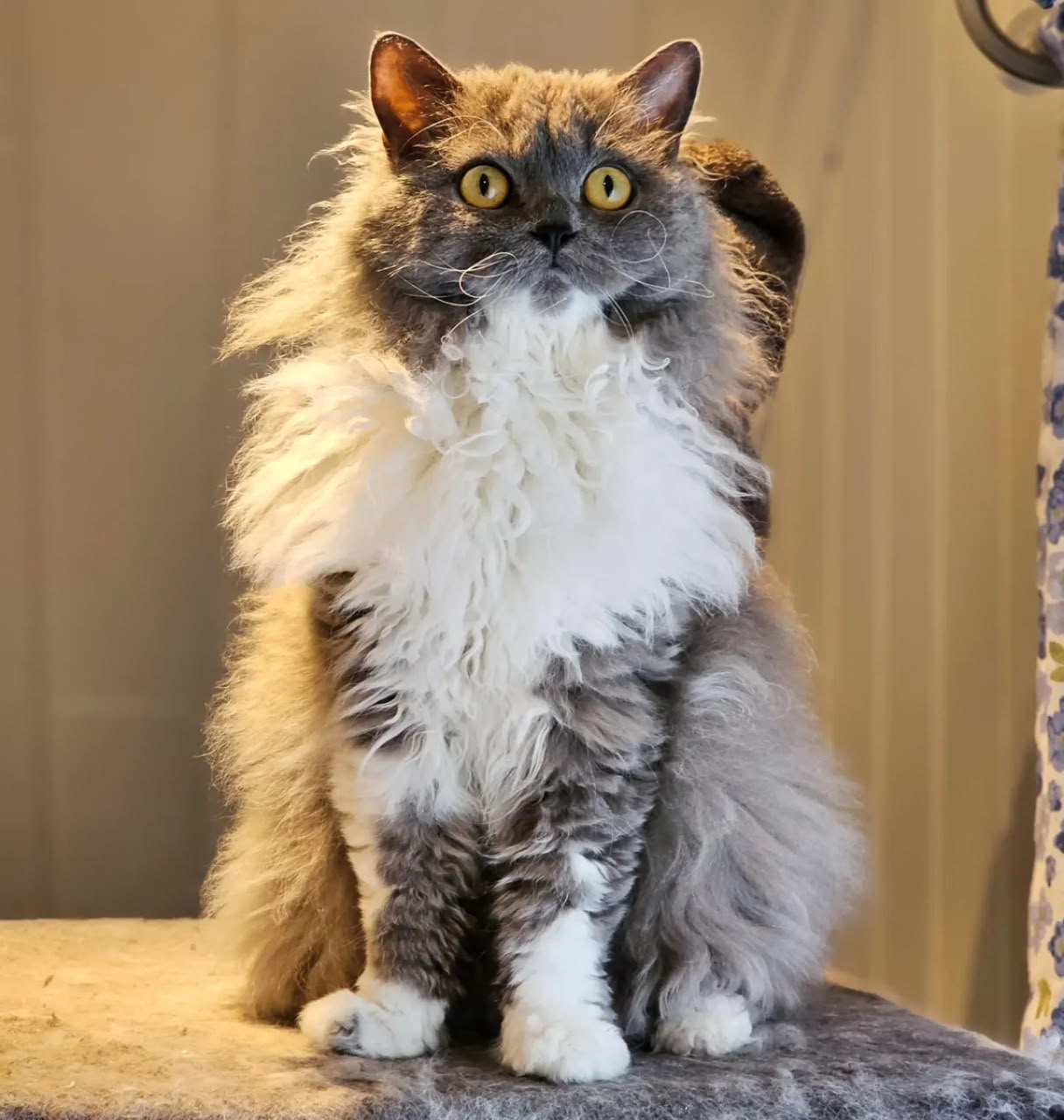 Hazel, our bicolor Selkirk Rex queen
