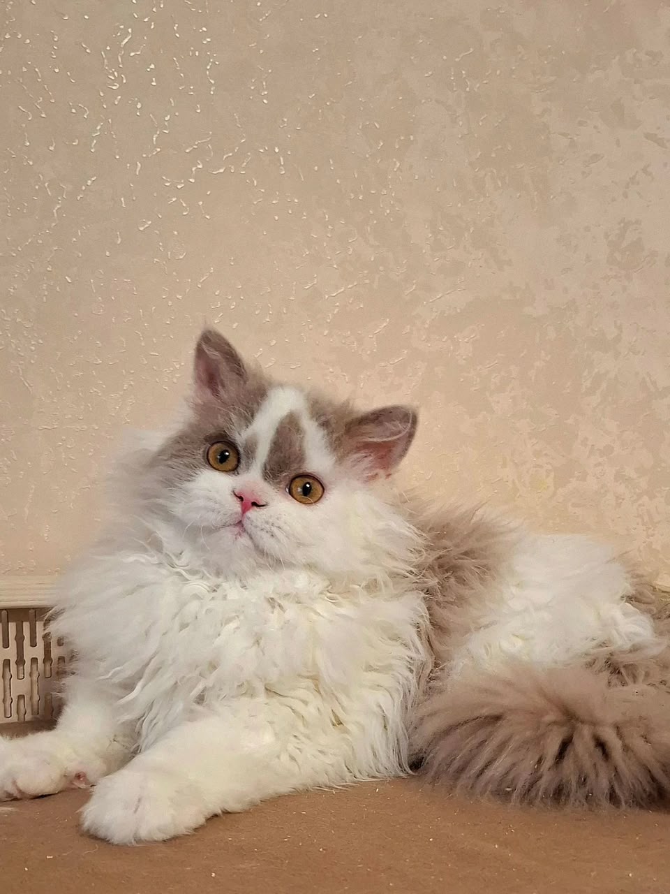 Nixon, bicolor lilac Selkirk Rex