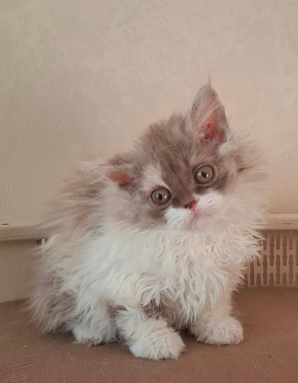 O'Hara, bicolor cinnamon tortie Selkirk Rex