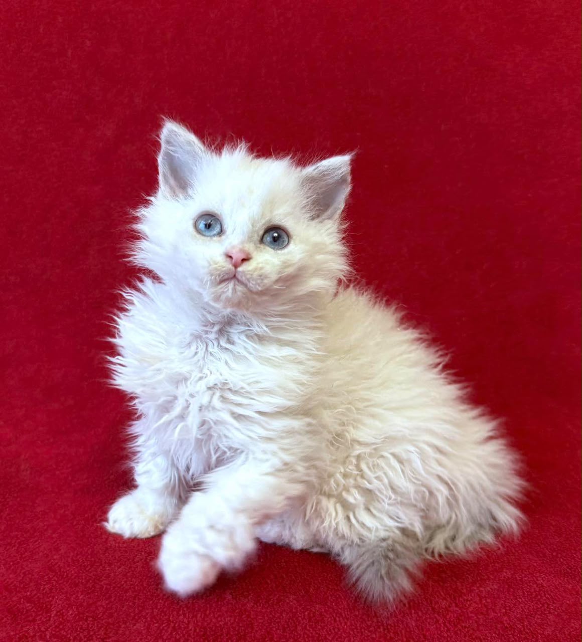Selkirk Rex grooming and coat care