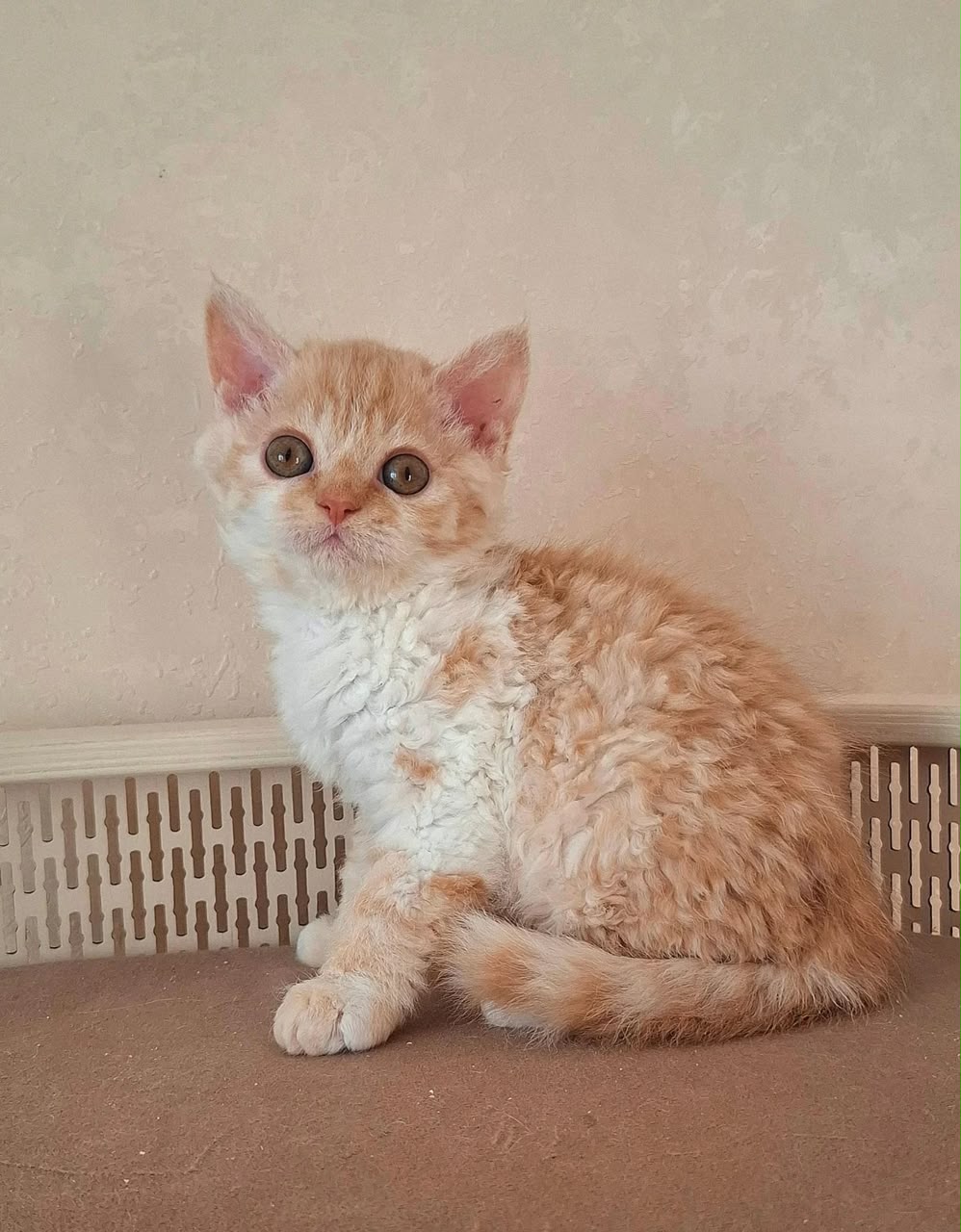Orange, shorthair Selkirk Rex male kitten