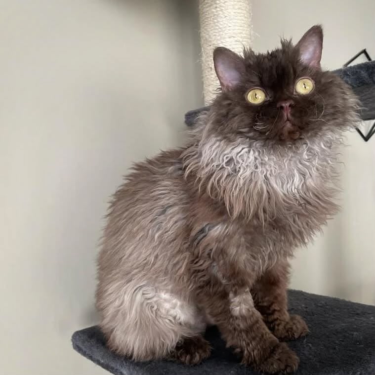 Willow, our Selkirk Rex queen