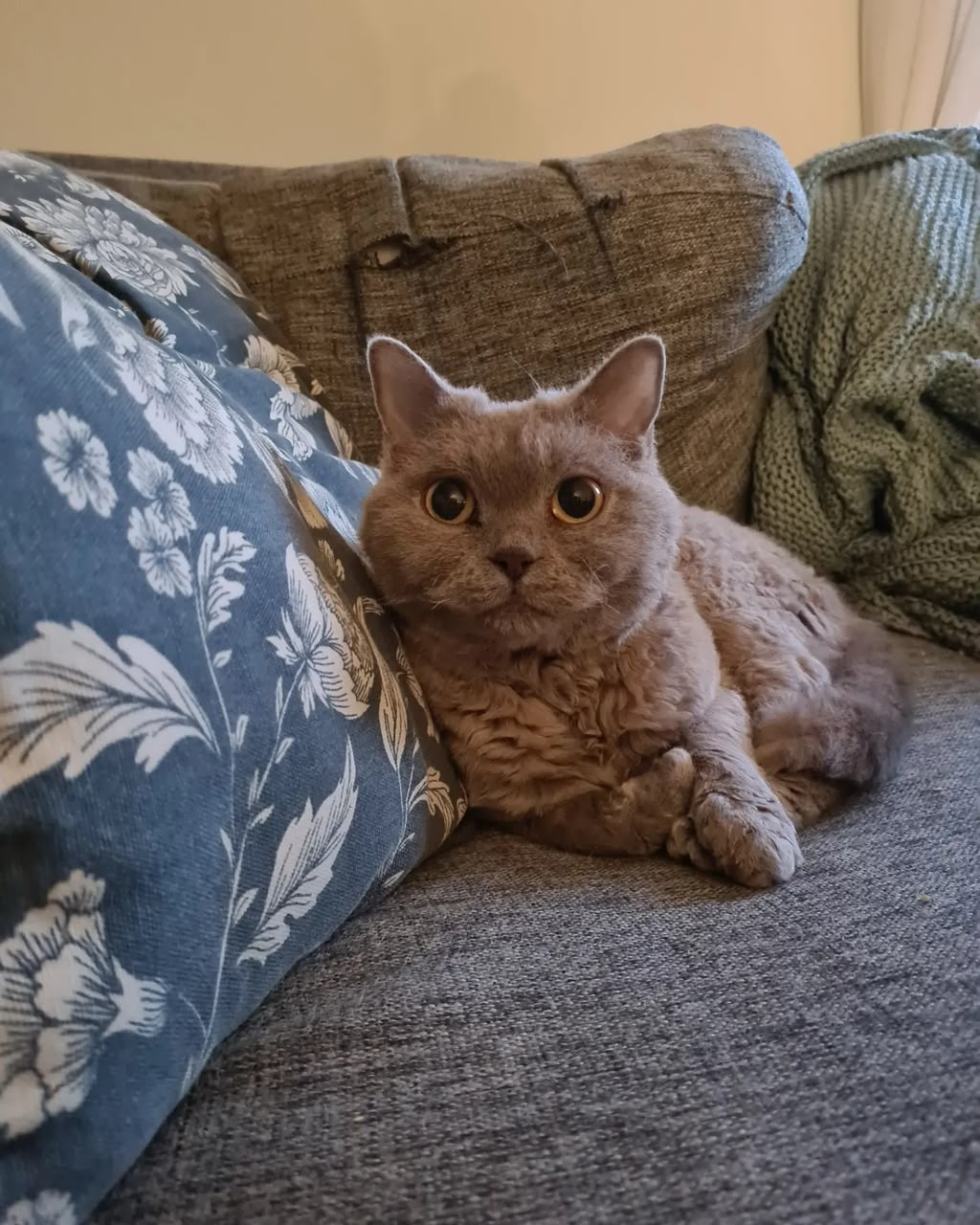Juniper, one of our Selkirk Rex queens