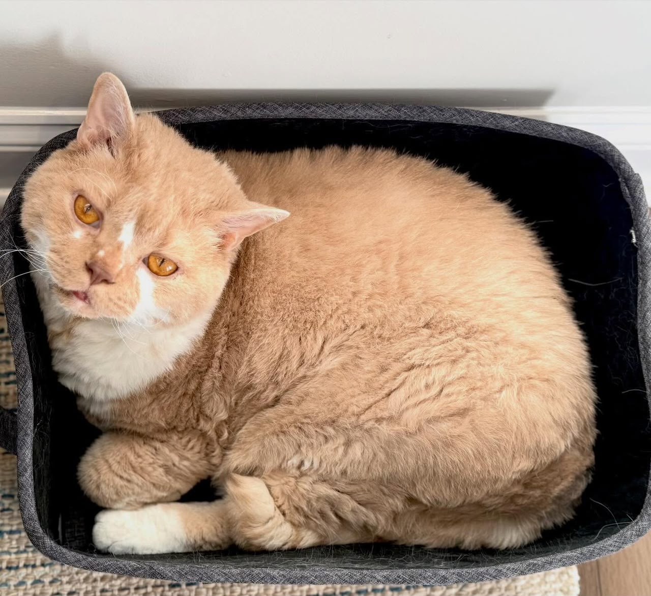Bear, our solid colored Selkirk Rex sire