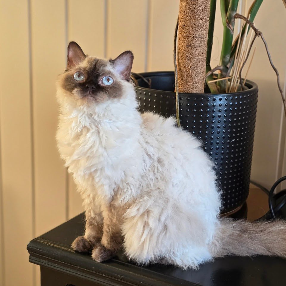 Atlas, our senior Selkirk Rex sire