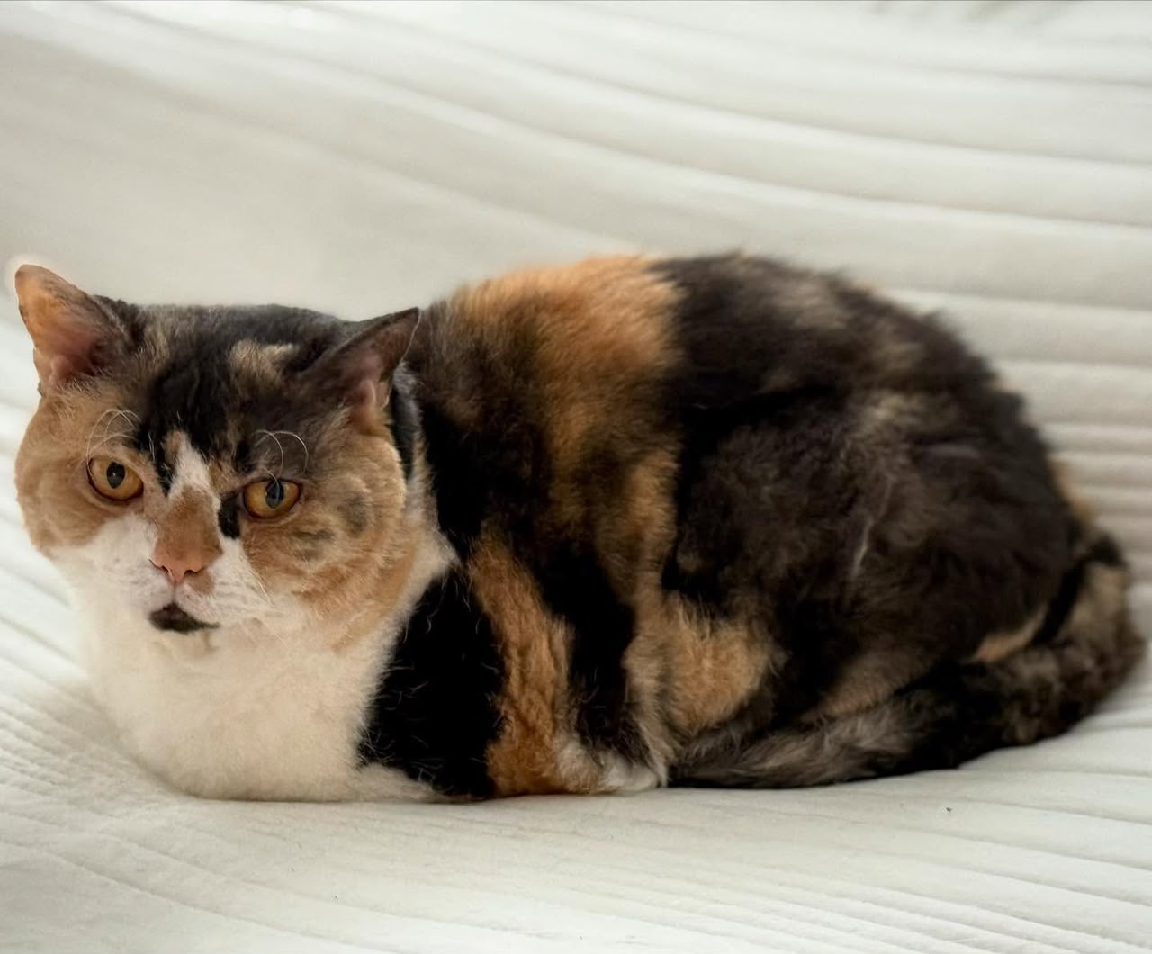Pearl, our calico Selkirk Rex queen
