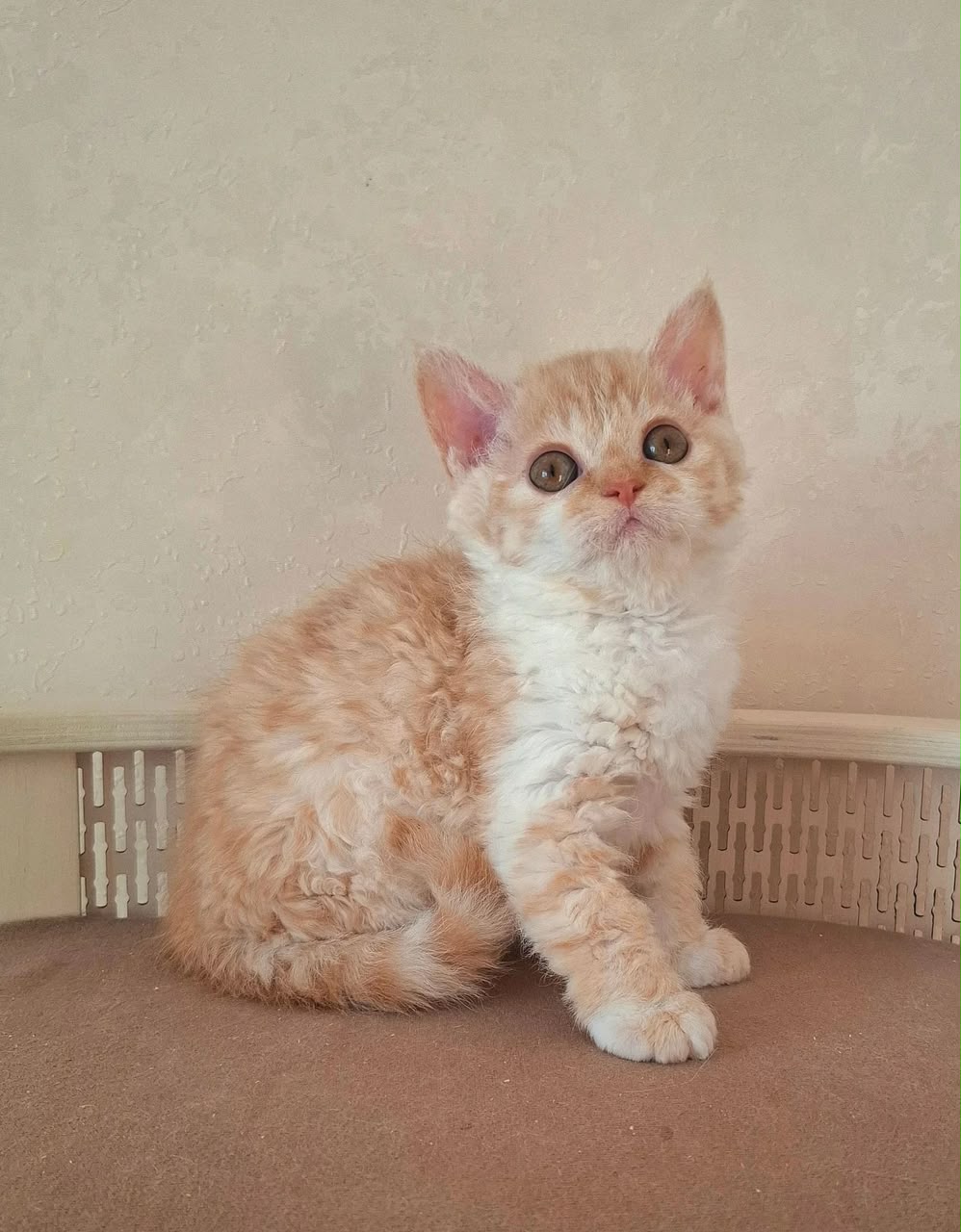 Orange, cream shorthair Selkirk Rex