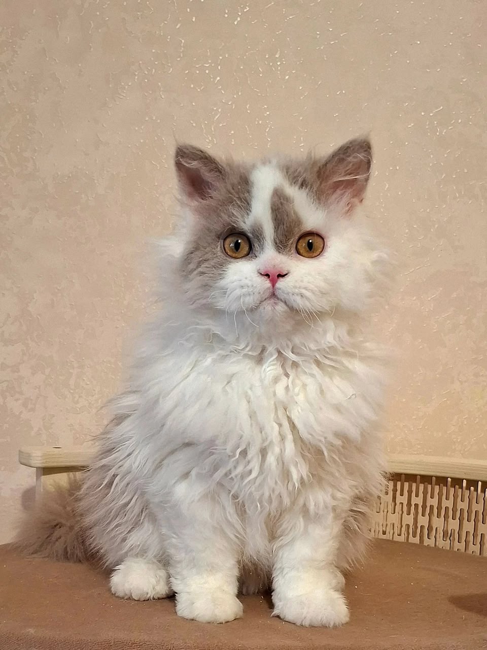 Nixon, longhair lilac bicolor Selkirk Rex