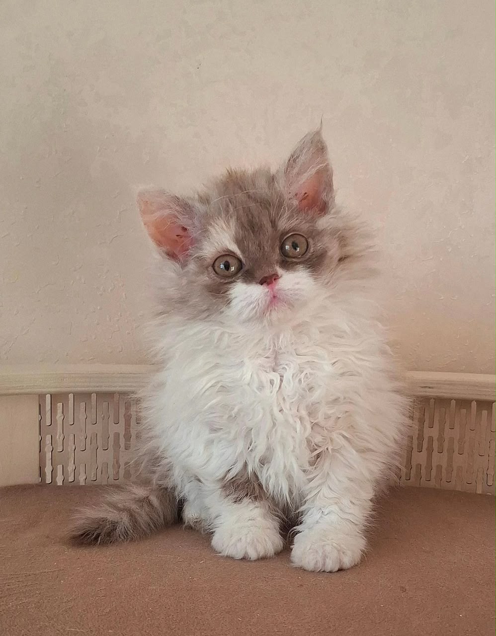 O'Hara, longhair cinnamon tortie bicolor Selkirk Rex
