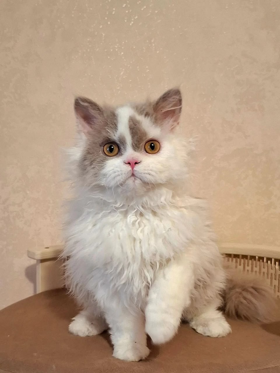 Nixon, a lilac bicolor longhair Selkirk Rex male kitten for sale