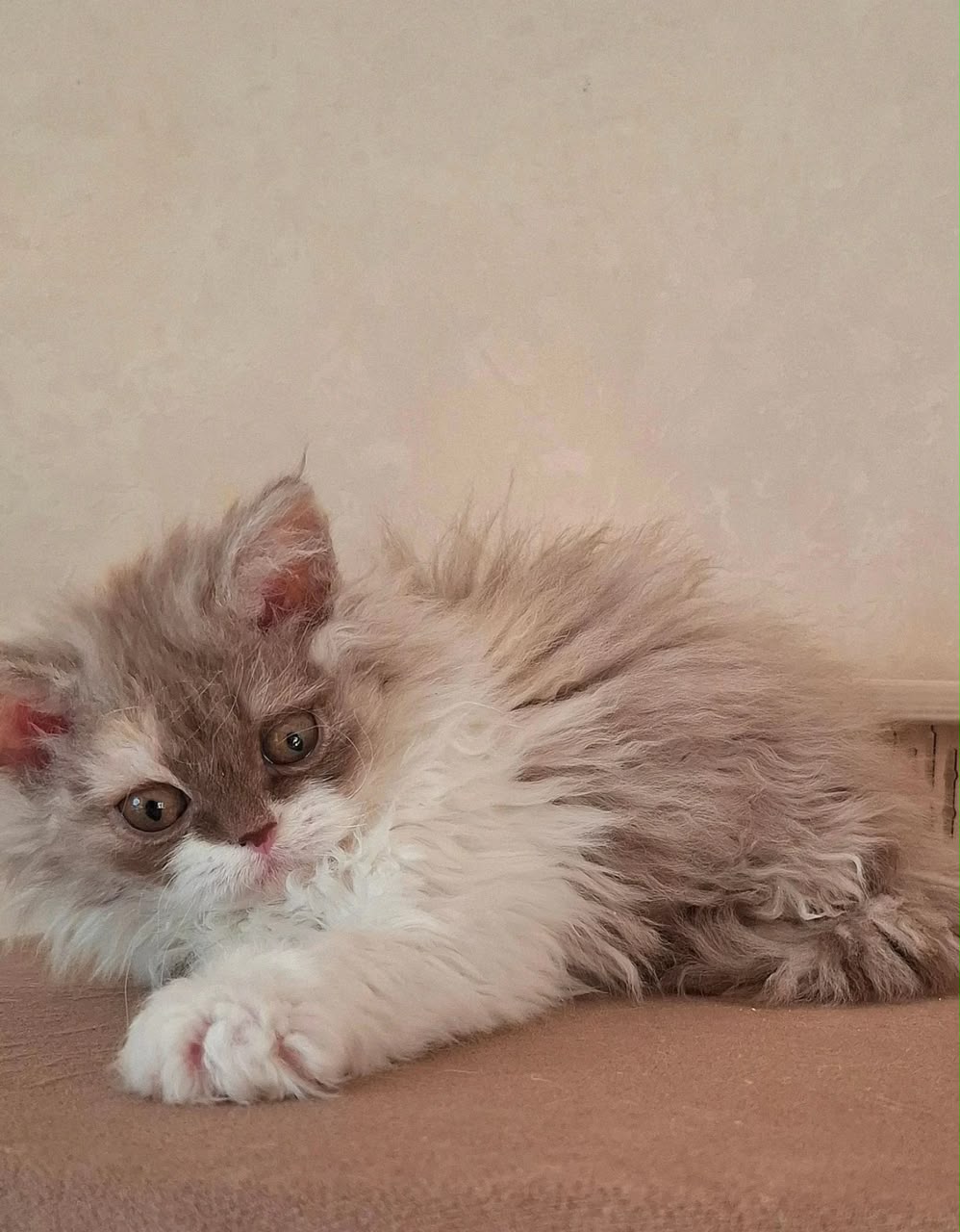O'Hara, a cinnamon tortie bicolor longhair Selkirk Rex female kitten for sale