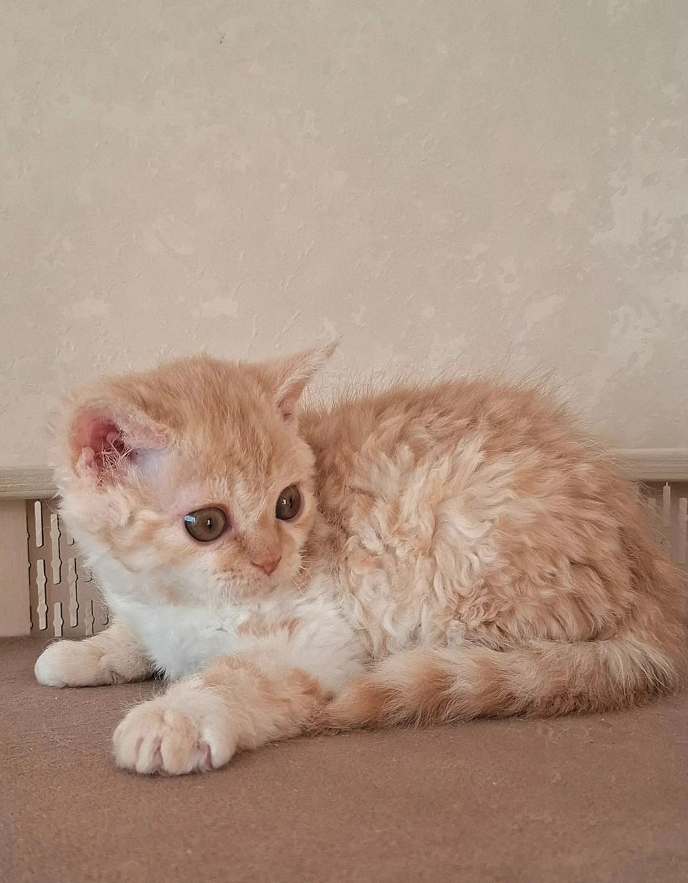 Orange, cream bicolor Selkirk Rex