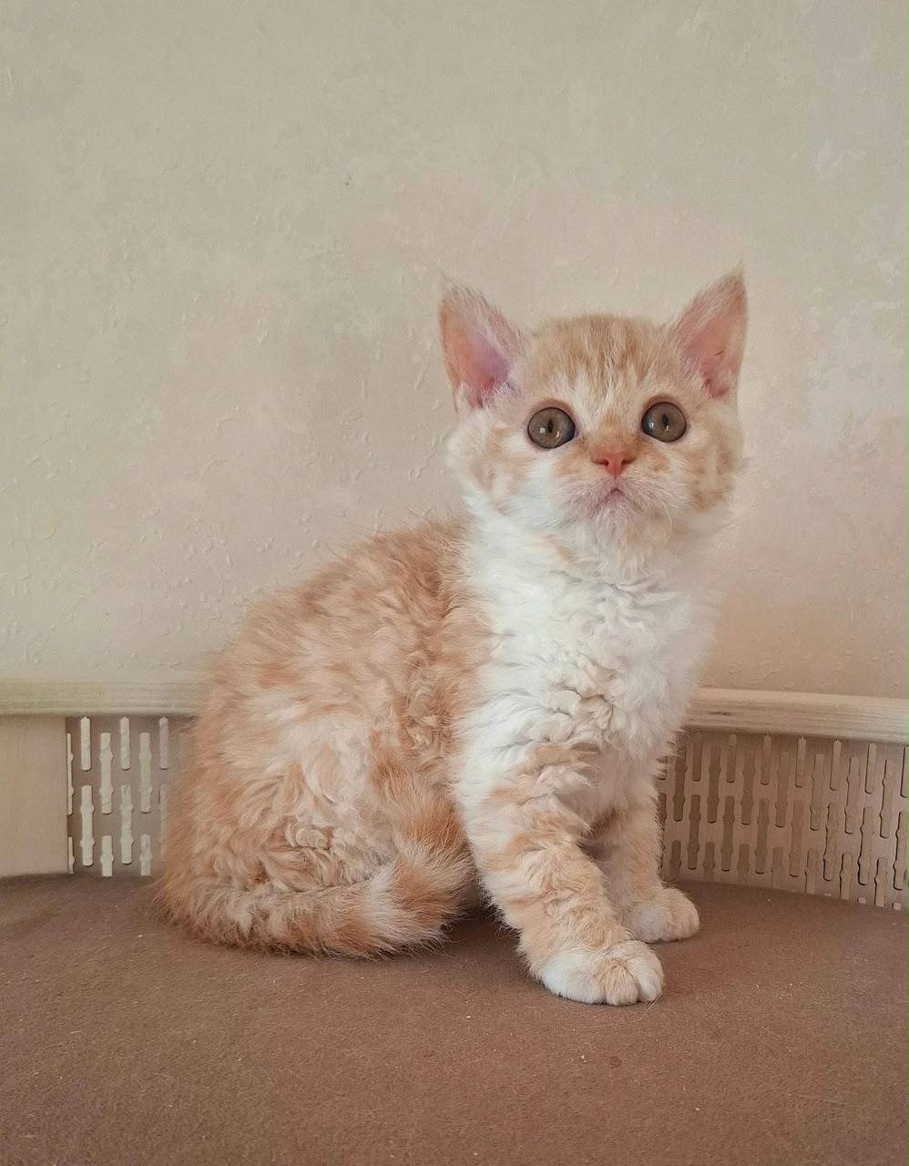 Orange, a cream bicolor shorthair Selkirk Rex male kitten for sale