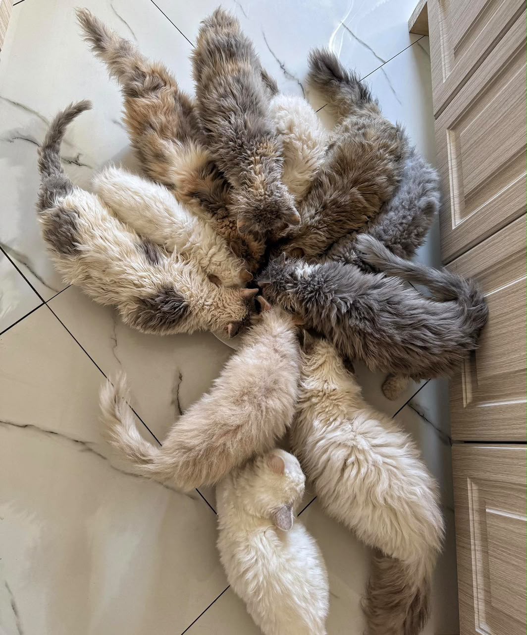 Our Selkirk Rex cats gathering at feeding time in our home in Albuquerque, New Mexico