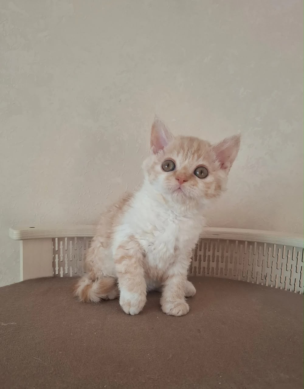 Orange, cream Selkirk Rex kitten