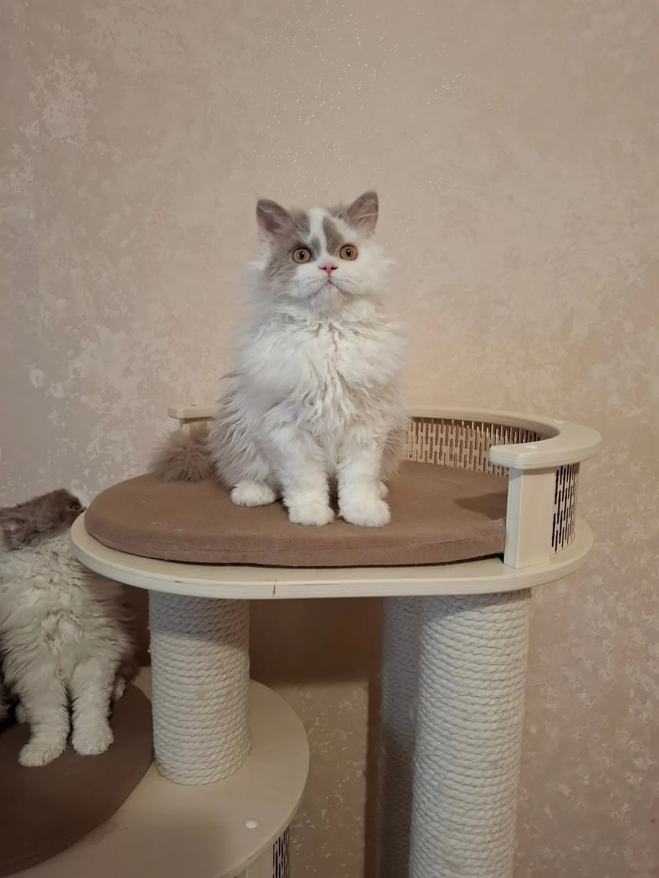 Nixon, longhair bicolor Selkirk Rex