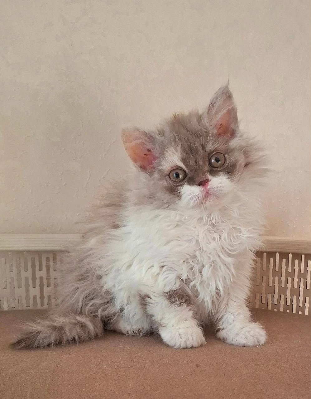 O'Hara, longhair Selkirk Rex female kitten