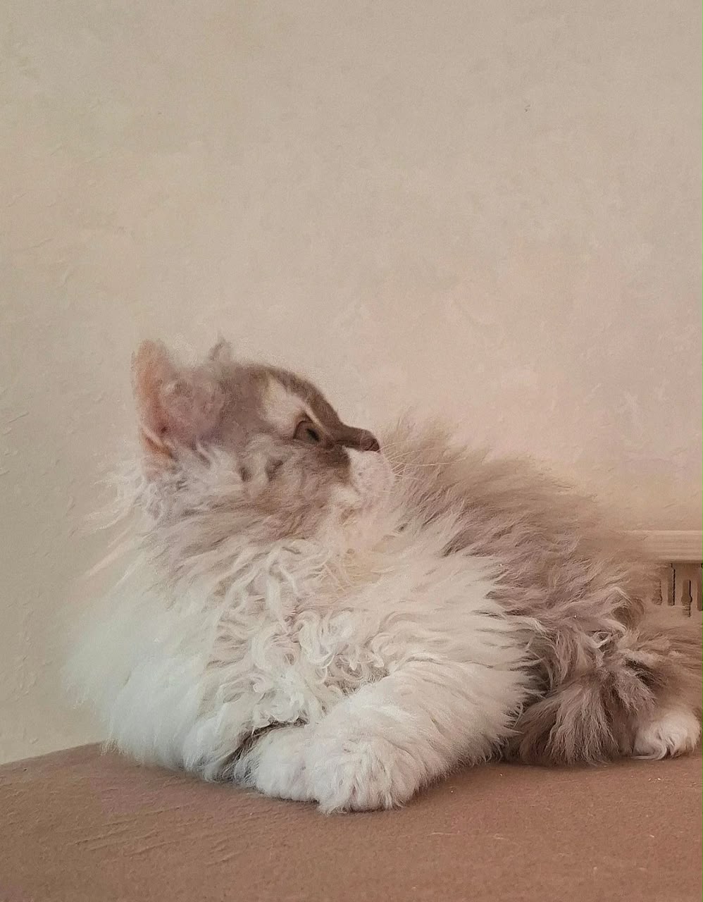 O'Hara, longhair Selkirk Rex kittens