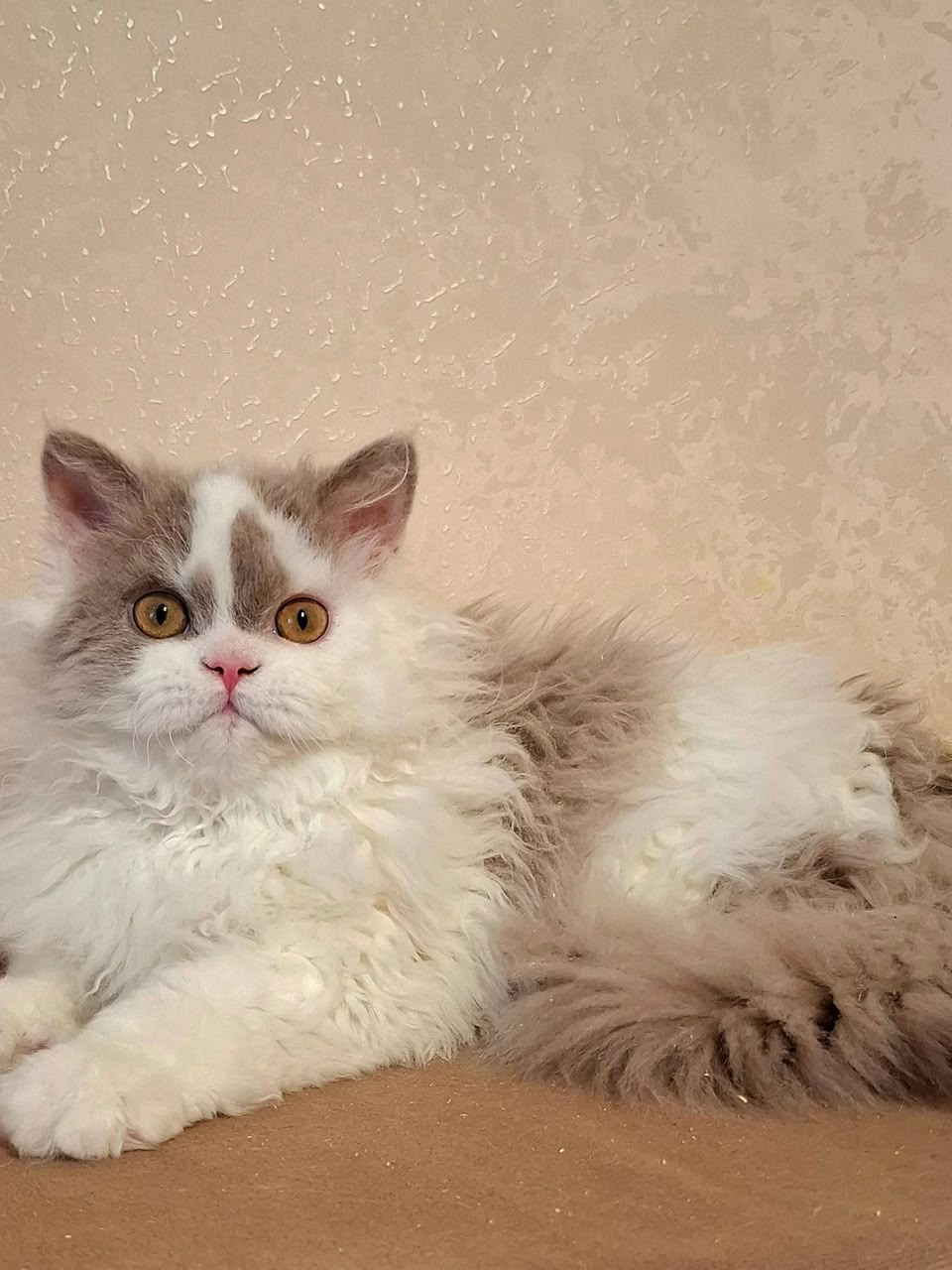 Nixon, lilac longhair Selkirk Rex kitten