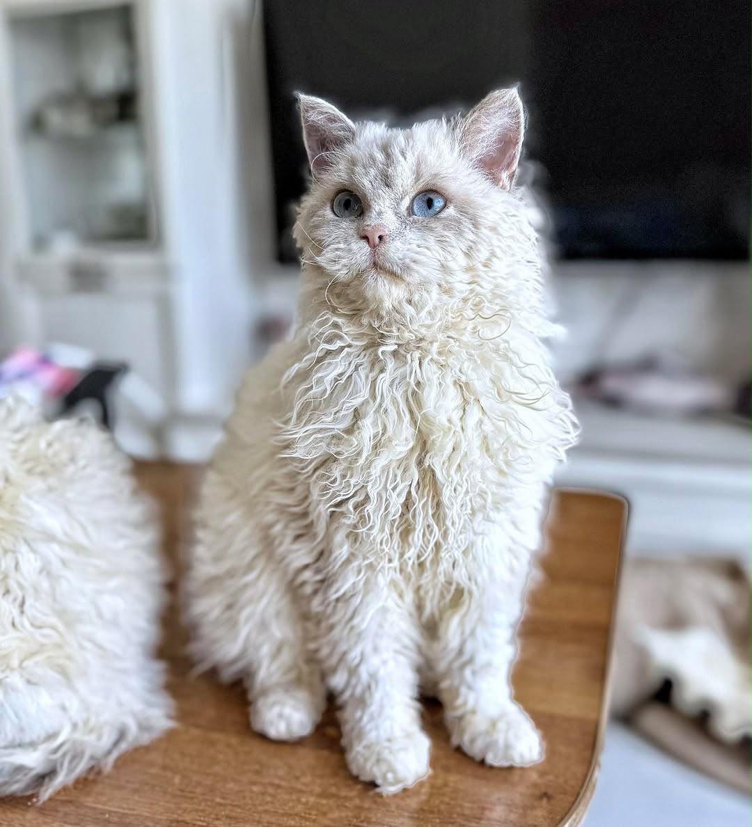 Selkirk Rex kitten with plush curly coat