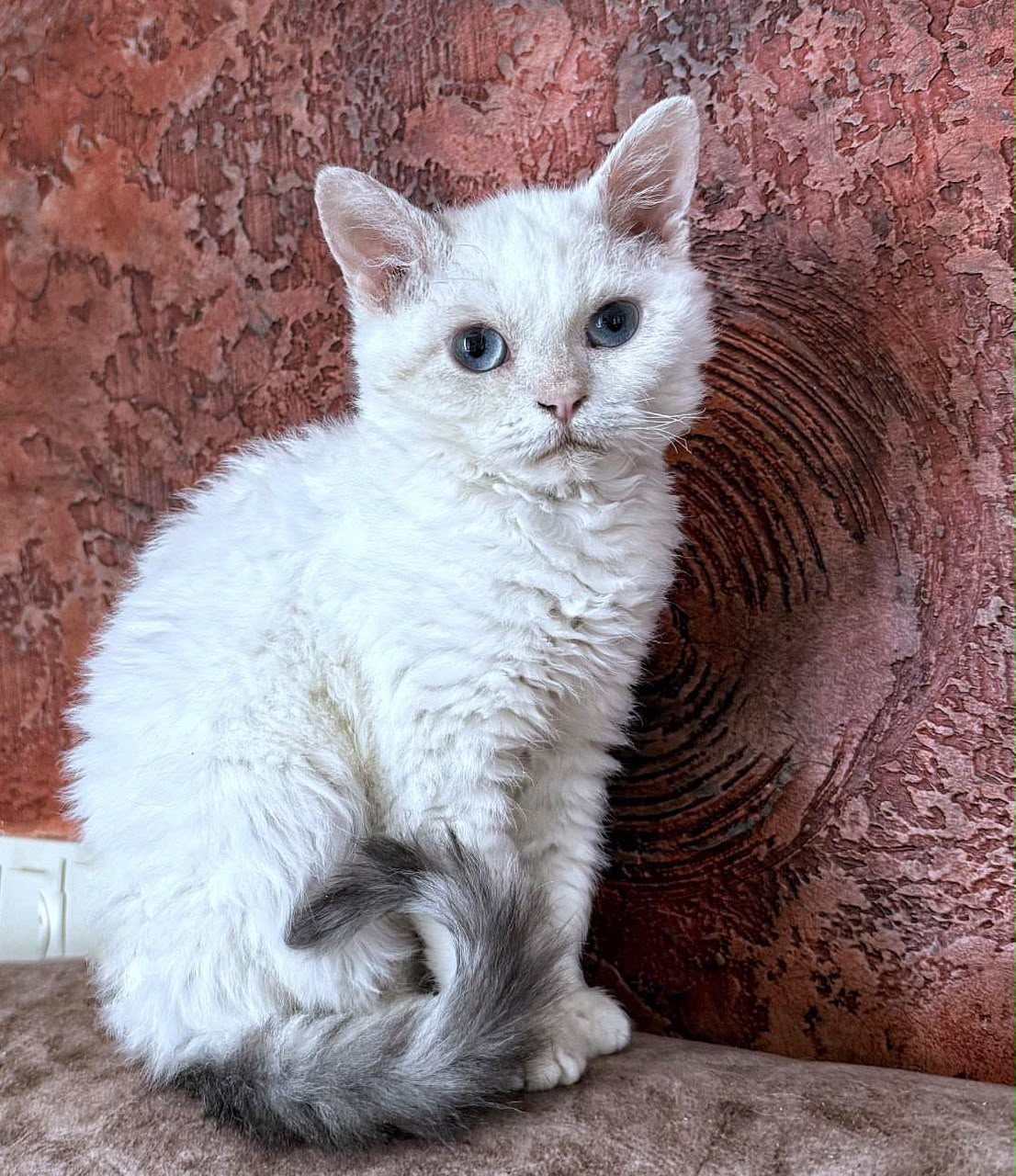 Shorthair Selkirk Rex with dense curls