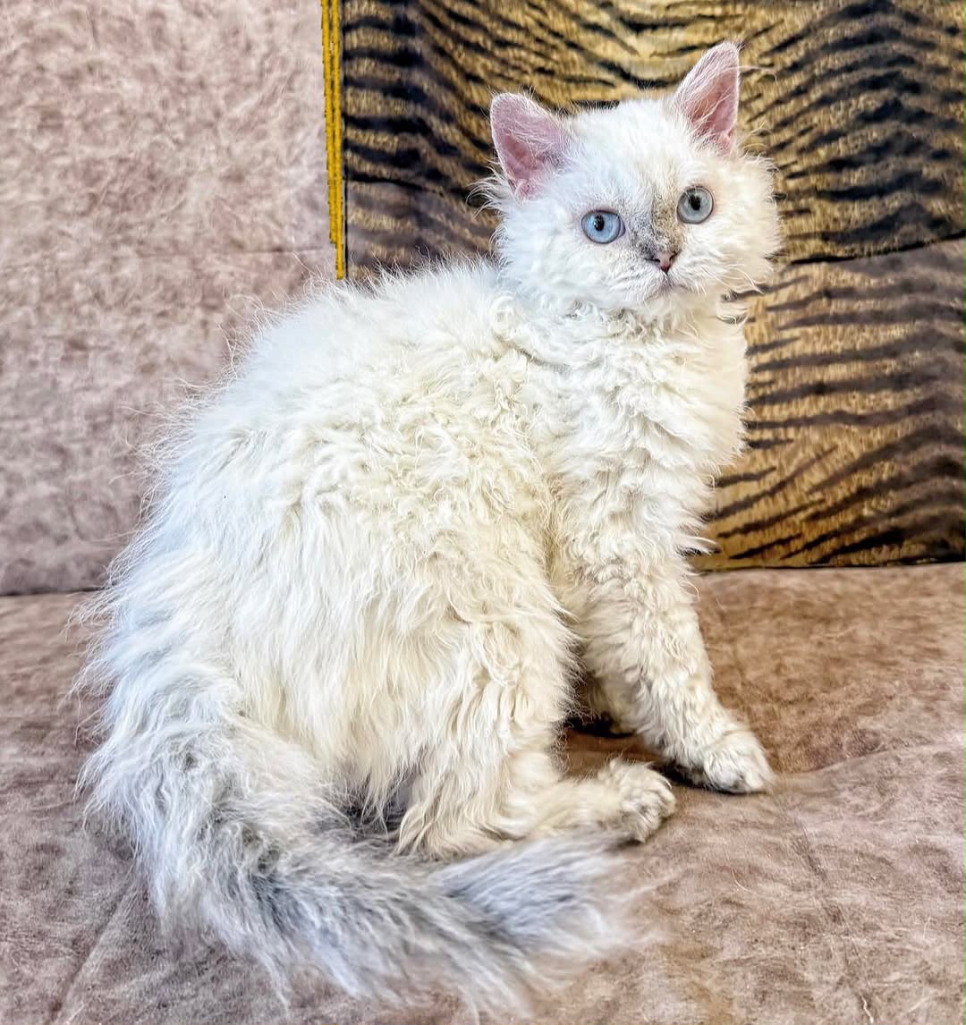 A curly-coated Selkirk Rex kitten with plush fur and blue eyes